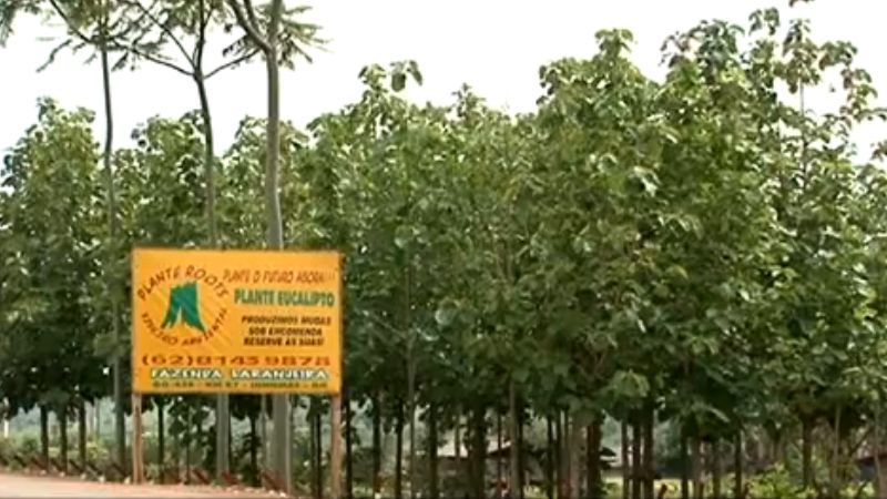 Logo de PLANTE ROOTS